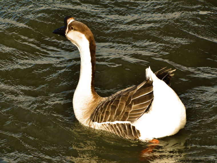 Beautiful Goose